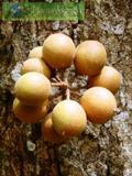 Talisia esculenta